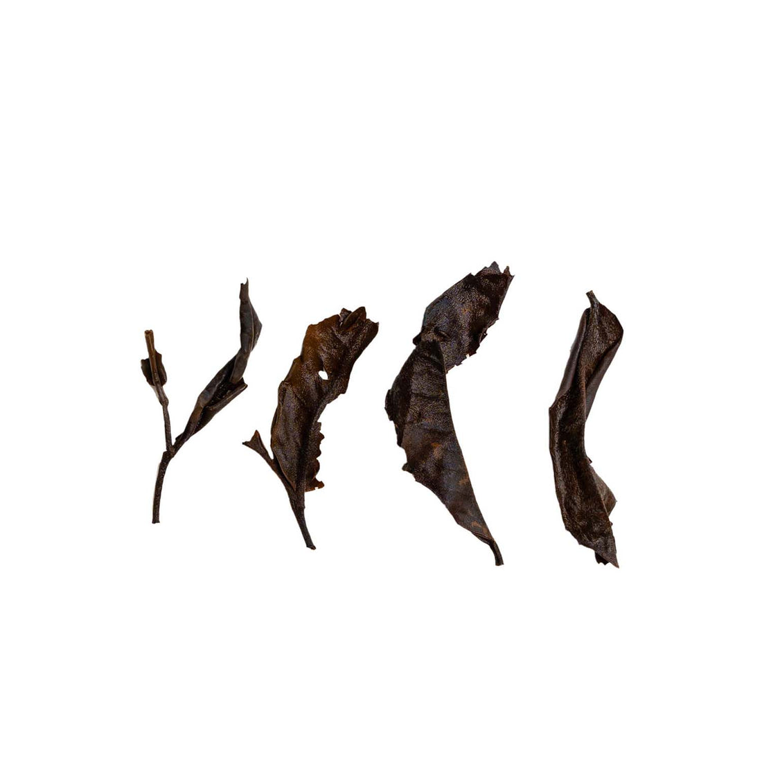 Ein ansprechendes Foto von den losen, aufgebrühten Blättern unseres Weißen Tees Waterfalls.